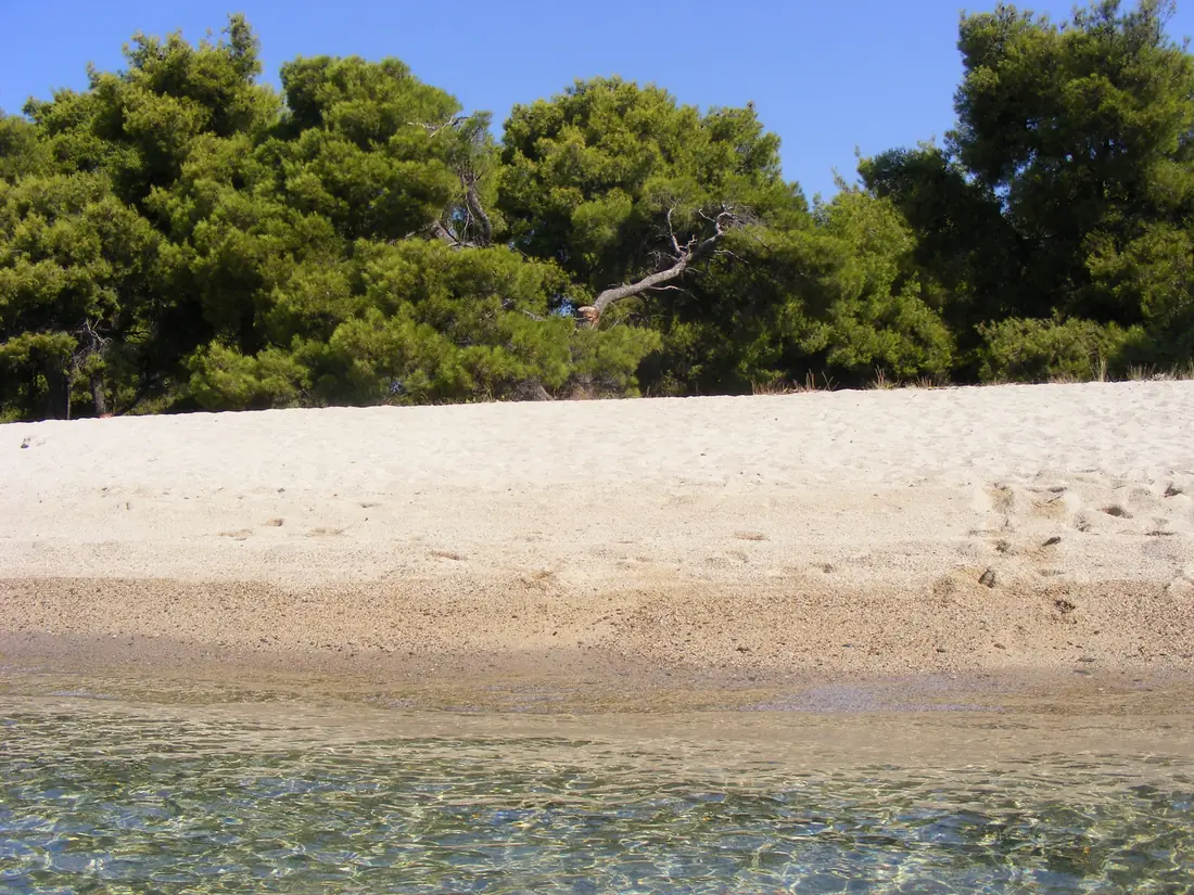 Pines reaching down to the sand at Lagomandra, with clear shallow water in front